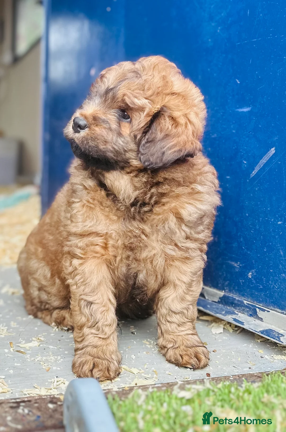 Mixed Breed dogs for sale: Wow real life teddy bears 🧸  - Advert 14