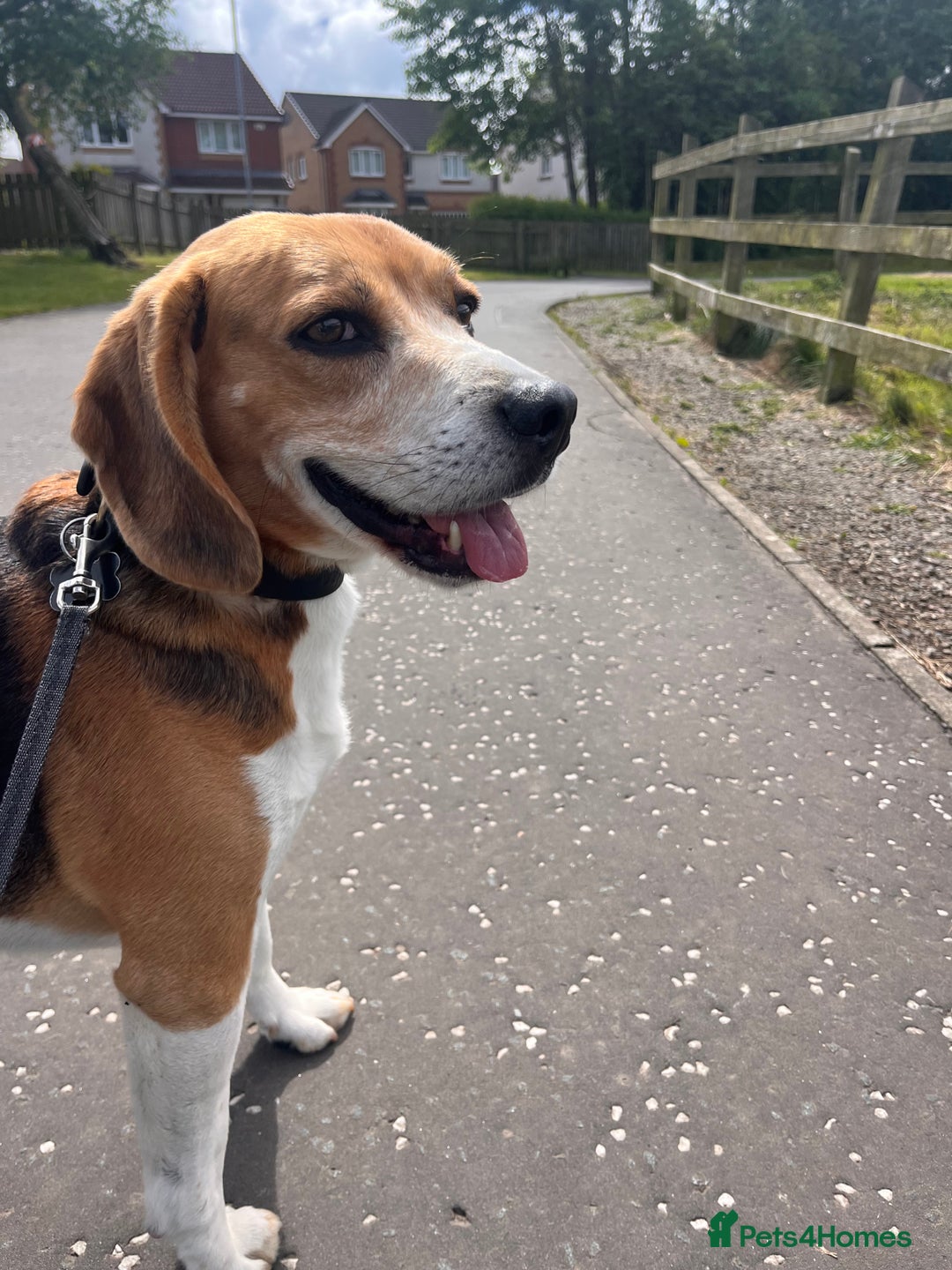 Beagle dogs for sale: Beagle re-homed - Image 4