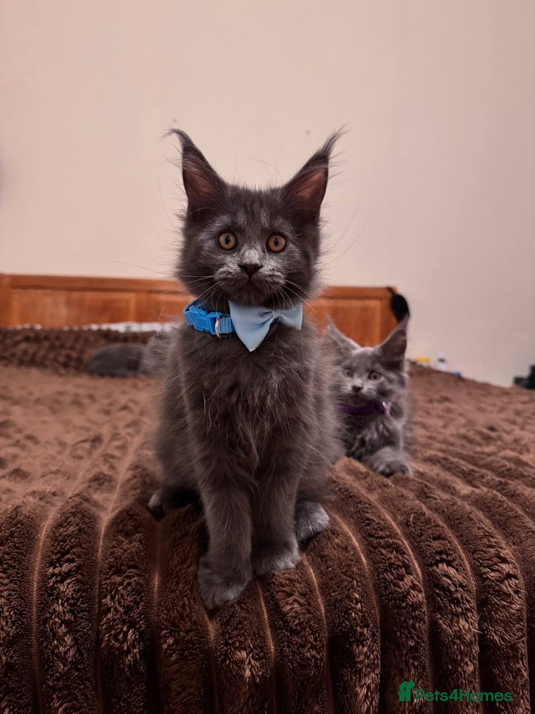 Maine Coon cats for sale: Upcoming Pedigree MaineCoonLitterReservations Open - Advert 5