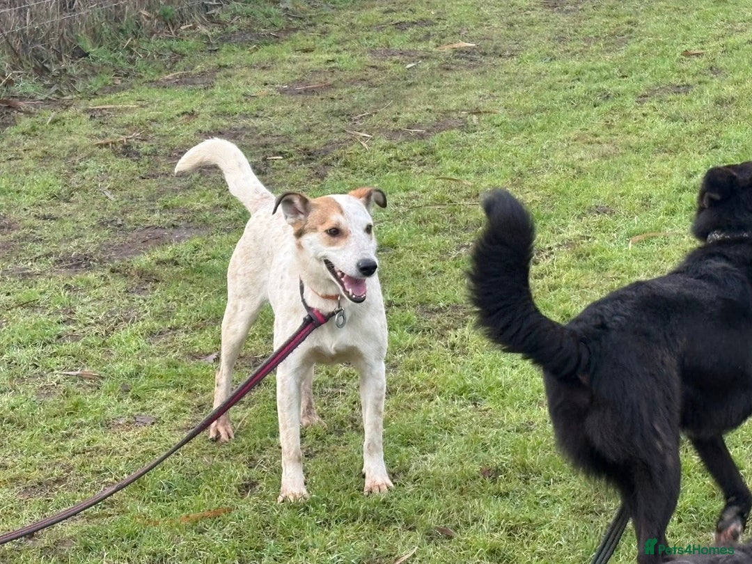Mixed Breed dogs for adoption: Trinity - Norwich Norfolk  - Advert 12