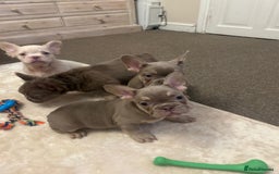 French Bulldog dogs for sale: Kc registered french bulldog puppy’s Isabella  - Image 6
