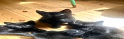Bombay cats for sale: Bombay kittens for sale  in Grays - Advert 2