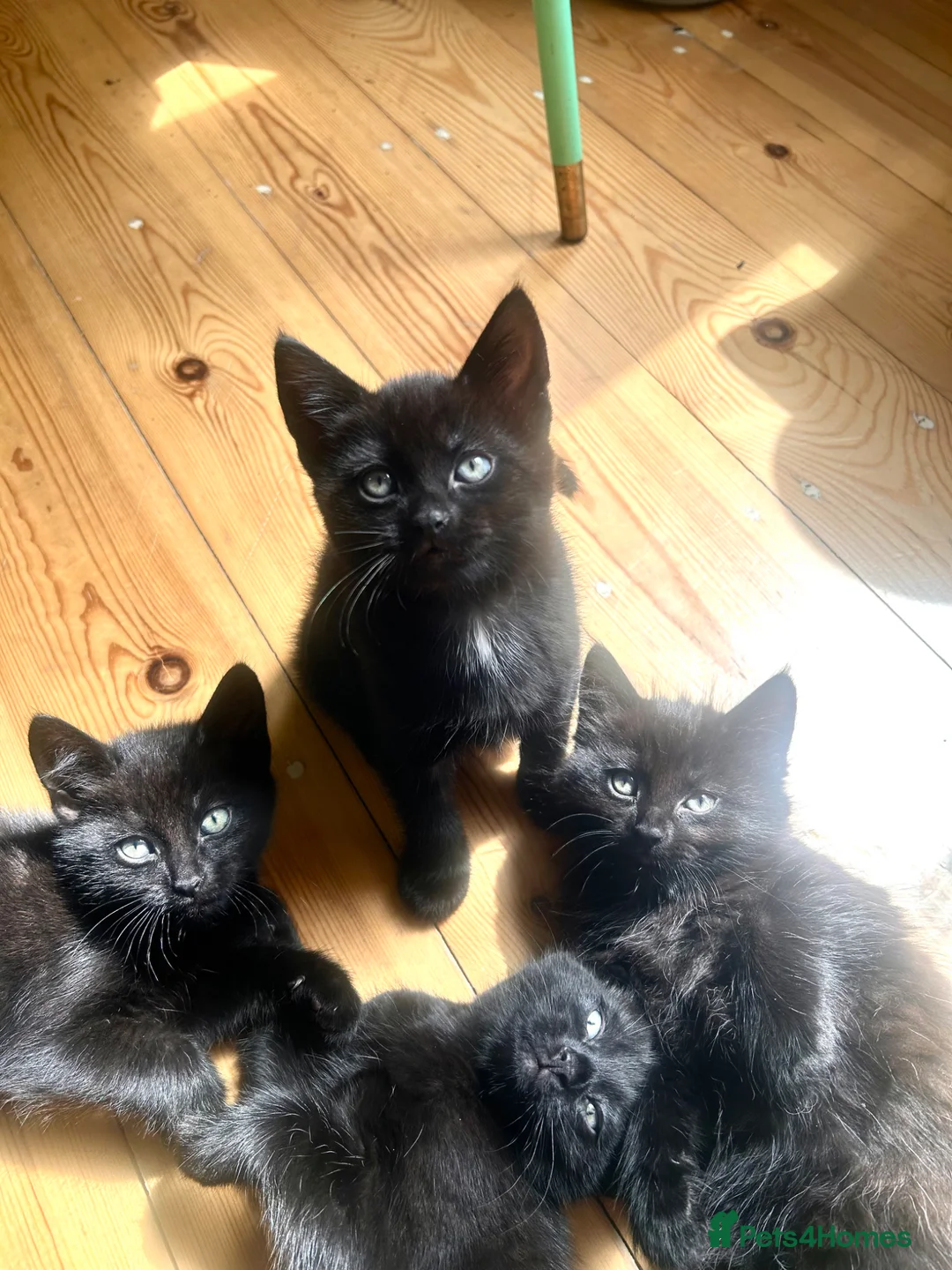 Bombay cats for sale: Bombay kittens for sale  in Grays - Advert 2