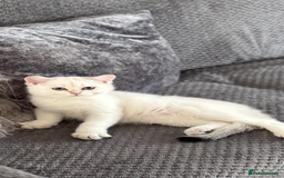 Scottish Fold cats for sale: Scottish fold and straight femals - Image 11