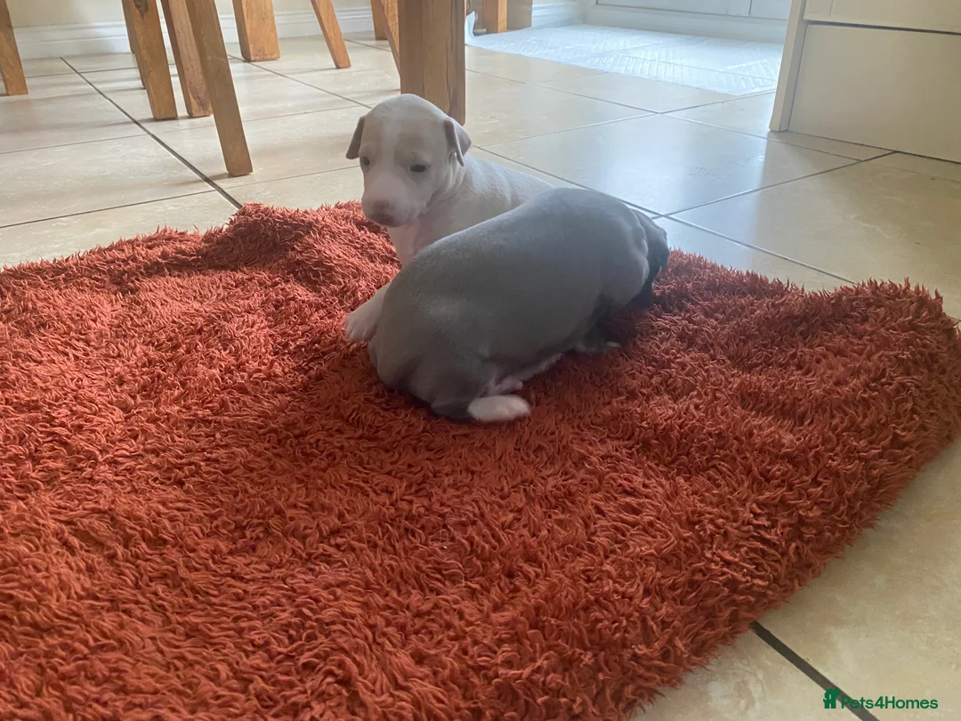 Italian Greyhound dogs for sale: 2 beautiful Italian Greyhound puppy boys  - Advert 4