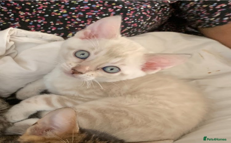 Bengal cats - Advert 1