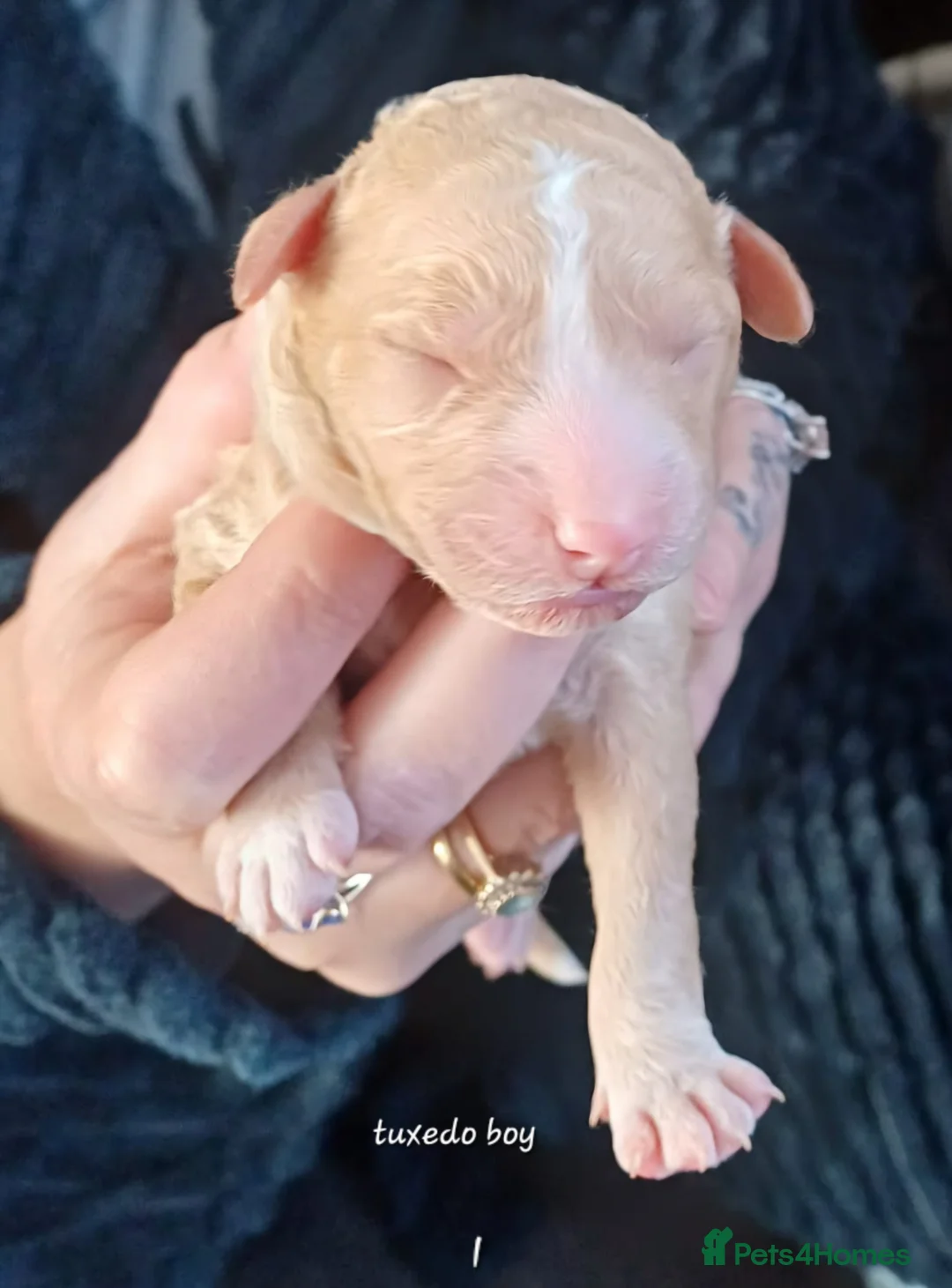 Double Doodle dogs for sale: Double doodle puppies - Advert 2