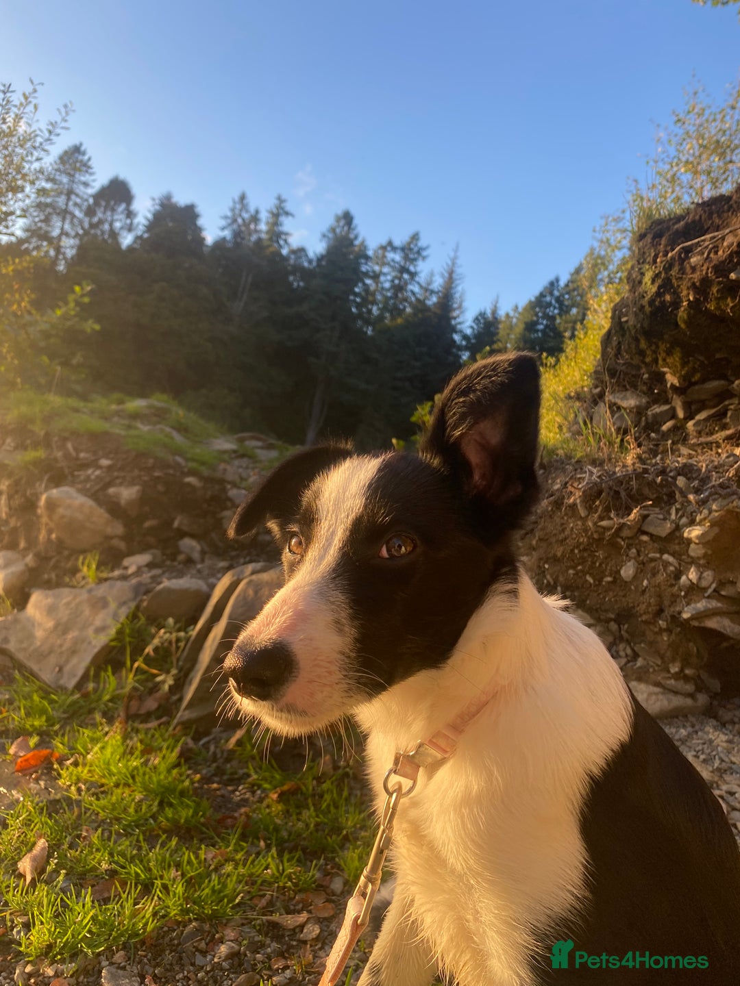 Border Collie dogs for sale: Misty - Advert 1