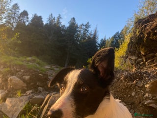 Border Collie dogs Misty - Advert 3