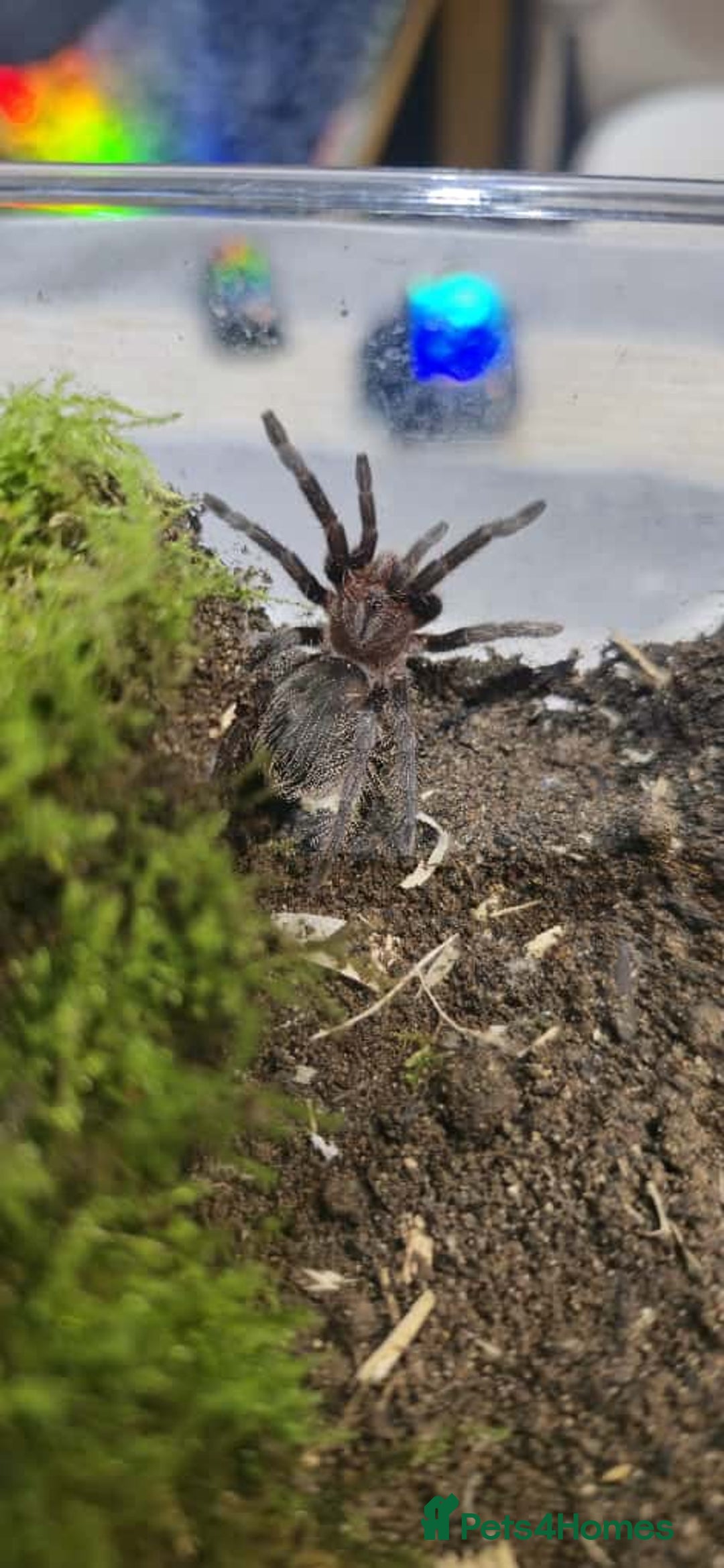 Tarantulas invertebrates for sale: TARANTULA COLLECTION FOR SALE - Advert 5