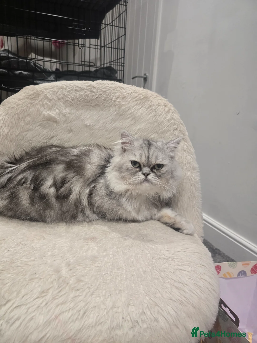 Ragdoll cats for sale: Ragdoll /persian kittens  in Rotherham - Advert 7