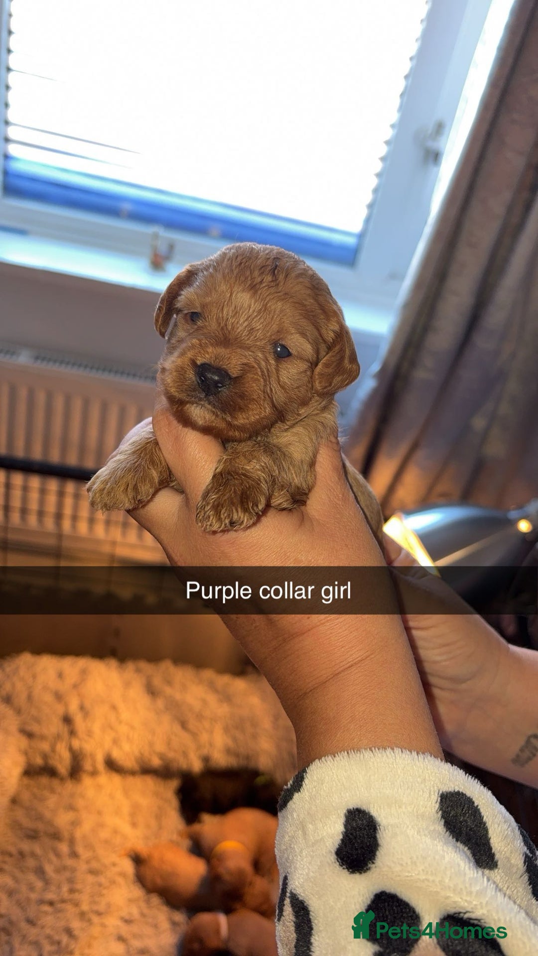 Cavapoochon dogs for sale: Cavapoochon puppies  - Advert 18