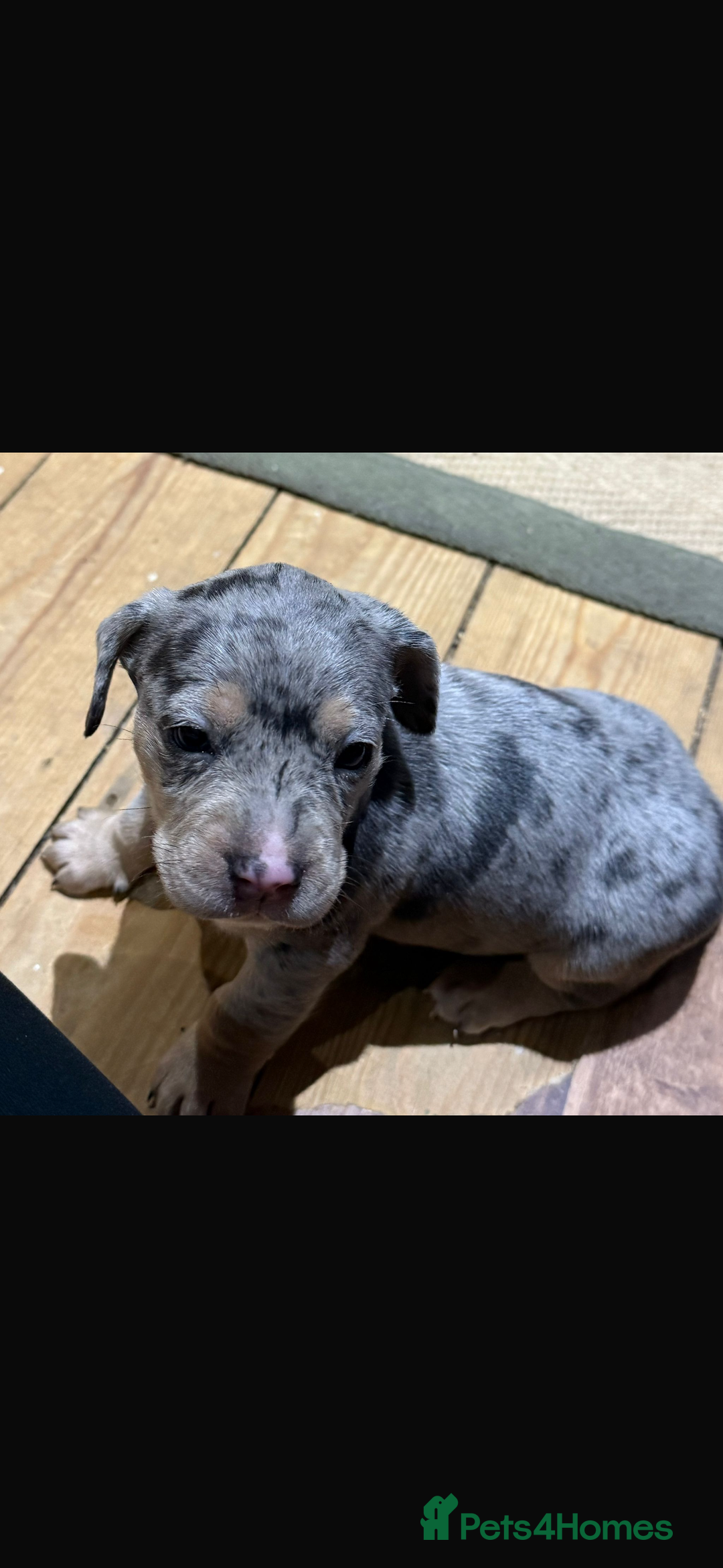 Mixed Breed dogs for sale: 🐾 Beautiful French Bull Weiners 🐾  - Advert 22