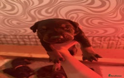 Dobermann dogs for sale: ⭐️DOBERMAN🐾PUPPIES⭐️🐶AVAILABLE🐾MID🐾SEPTEMBER🐶 - Image 21