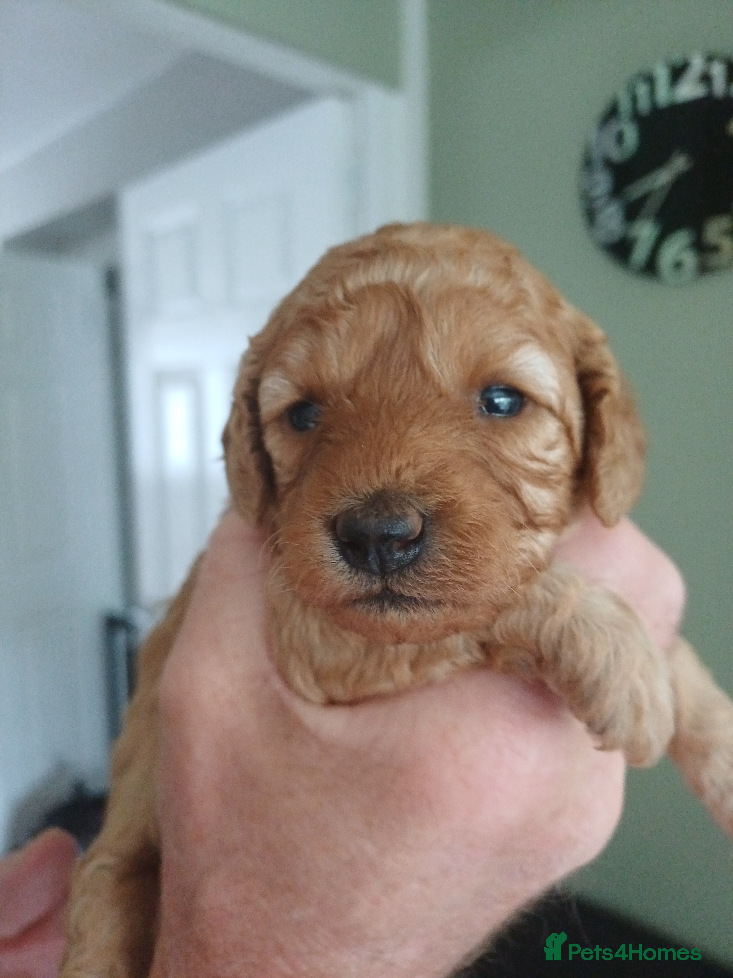 Cavapoo dogs Health-Tested Cavapoos-Raised with ENS & ESI   - Advert 2