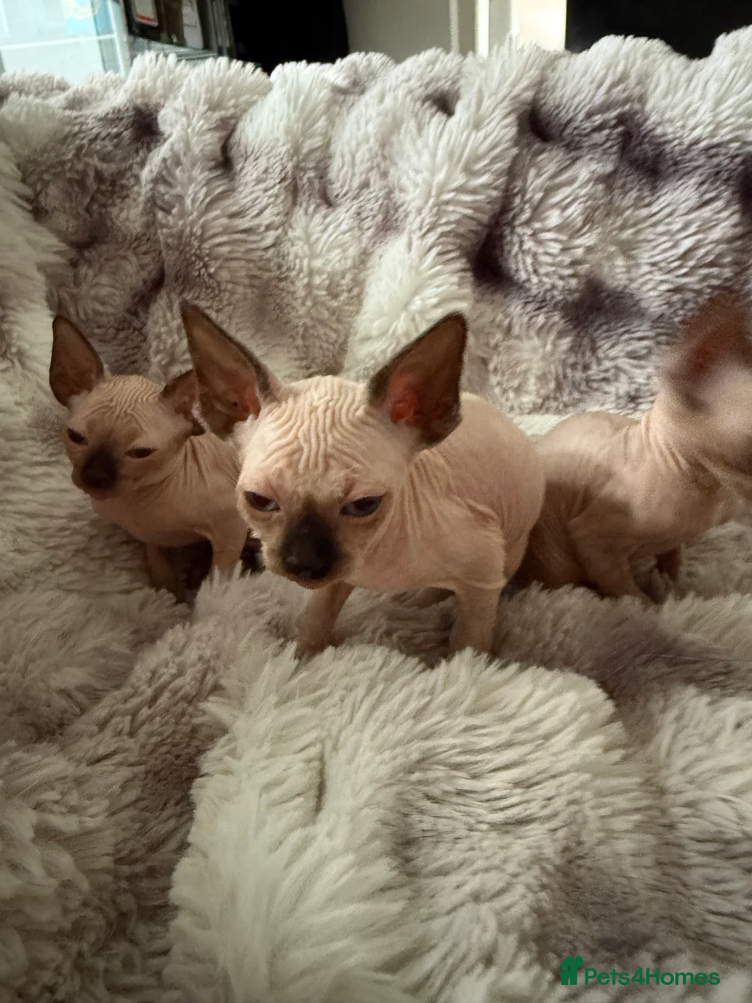 Sphynx cats for sale: Sphynx canadian kittens ready to leave now  - Advert 12