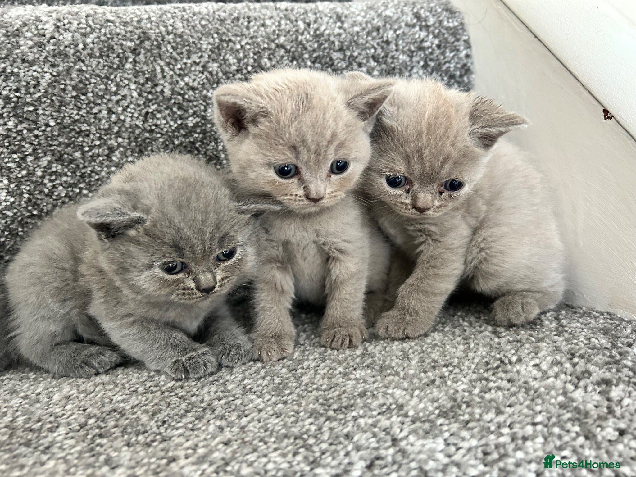 British Shorthair cats Stunning British shorthair kittens  - Advert 3