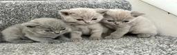British Shorthair cats for sale: Stunning British shorthair kittens  in Birmingham - Advert 1