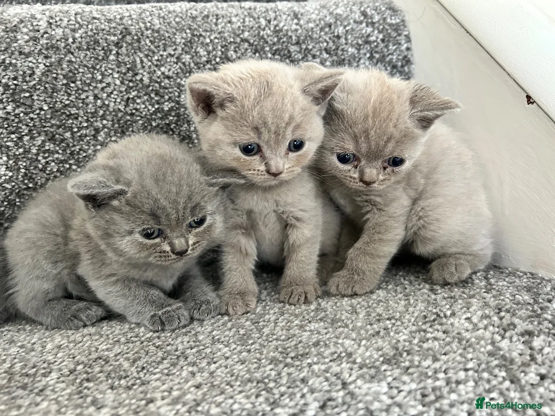 British Shorthair cats for sale: Stunning British shorthair kittens  in Birmingham - Advert 1