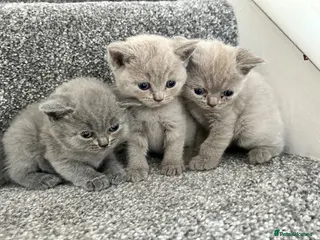 British Shorthair cats Stunning British shorthair kittens - Advert 4