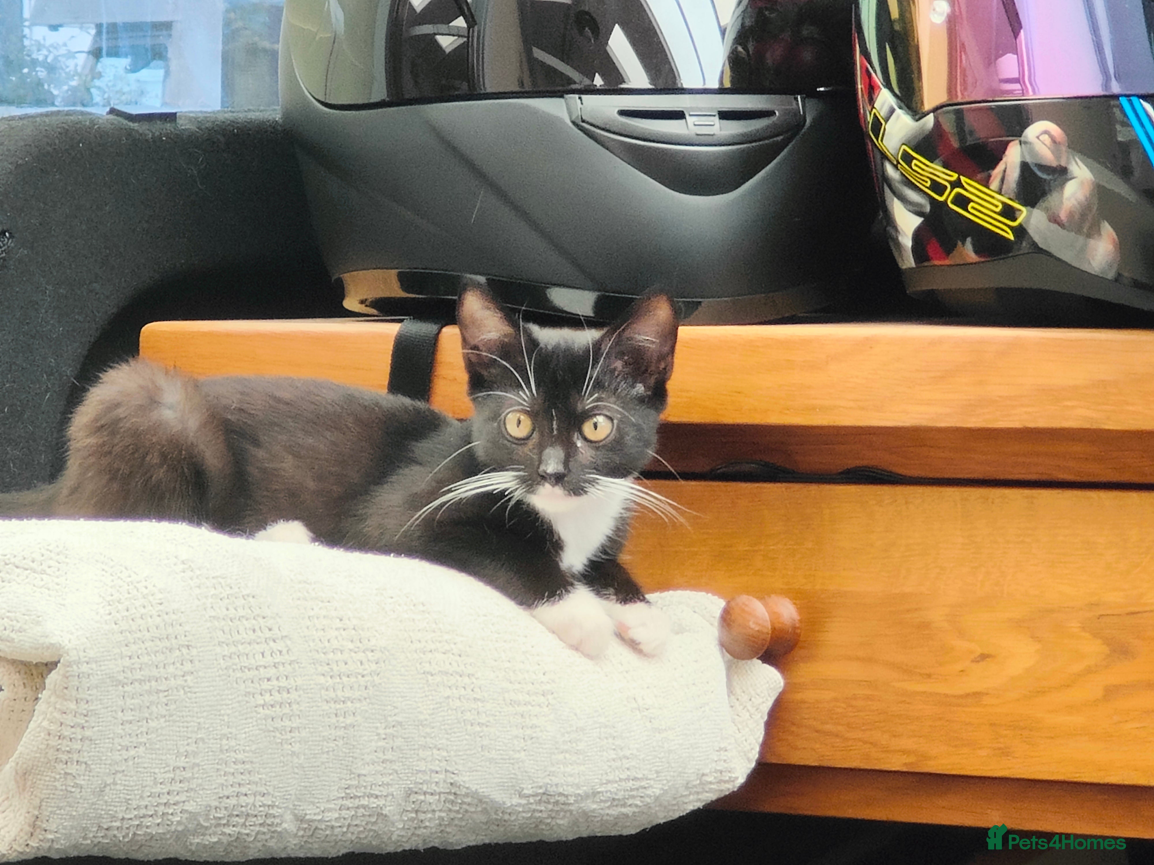 Mixed Breed cats 3 kittens 2 half Bombay 1 pure white  - Advert 2