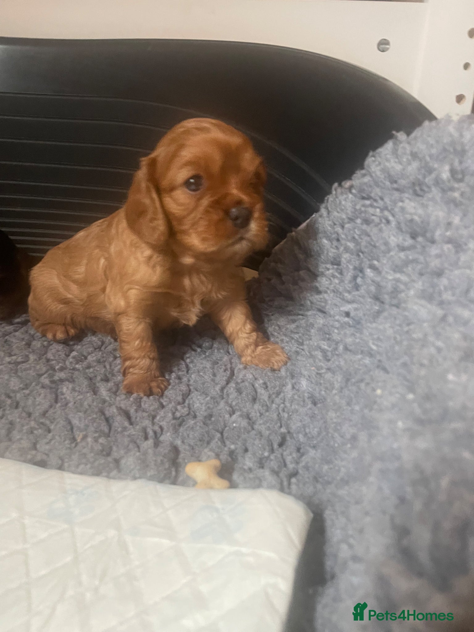 Cavalier King Charles Spaniel dogs for sale: King Charles cavalier babies  - Advert 27