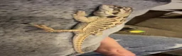 Bearded Dragon reptiles for sale: Stumpy  in Crawley - Advert 12