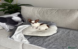 Chihuahua dogs for stud: Lucky  - Advert 2