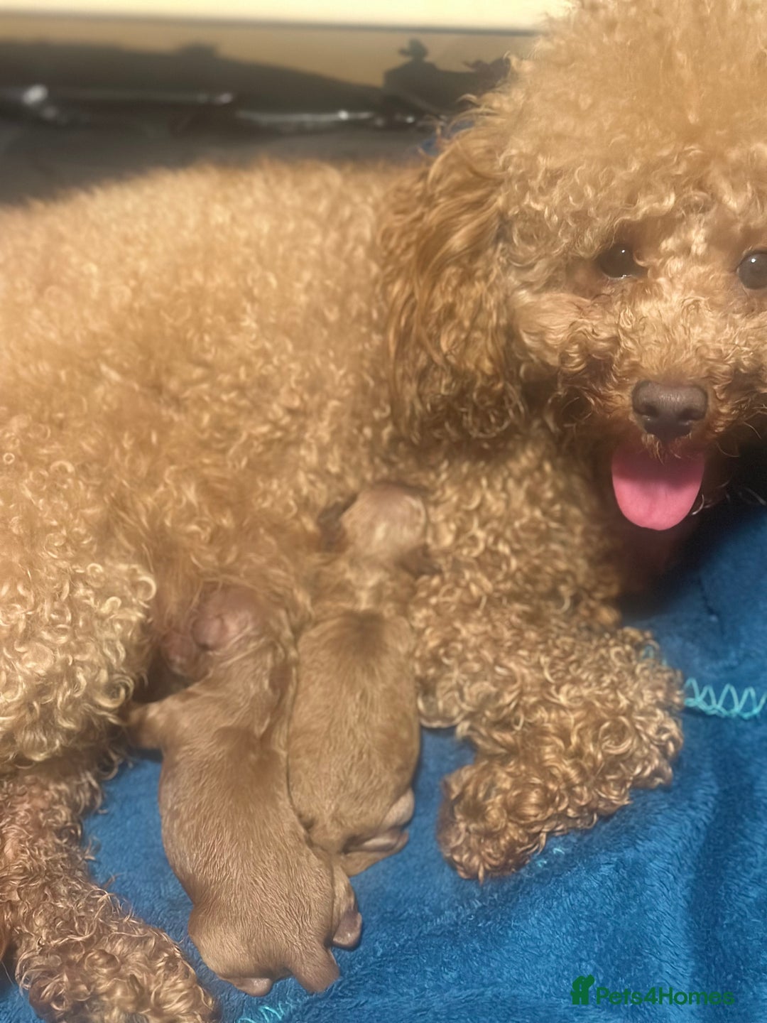 Toy Poodle dogs for sale: Toy poodle puppies/ red - Image 4