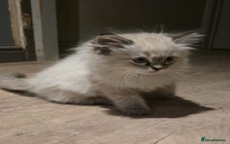 Ragdoll cats for sale: 4 Beautiful Female Ragdoll kittens for sale  - Image 25