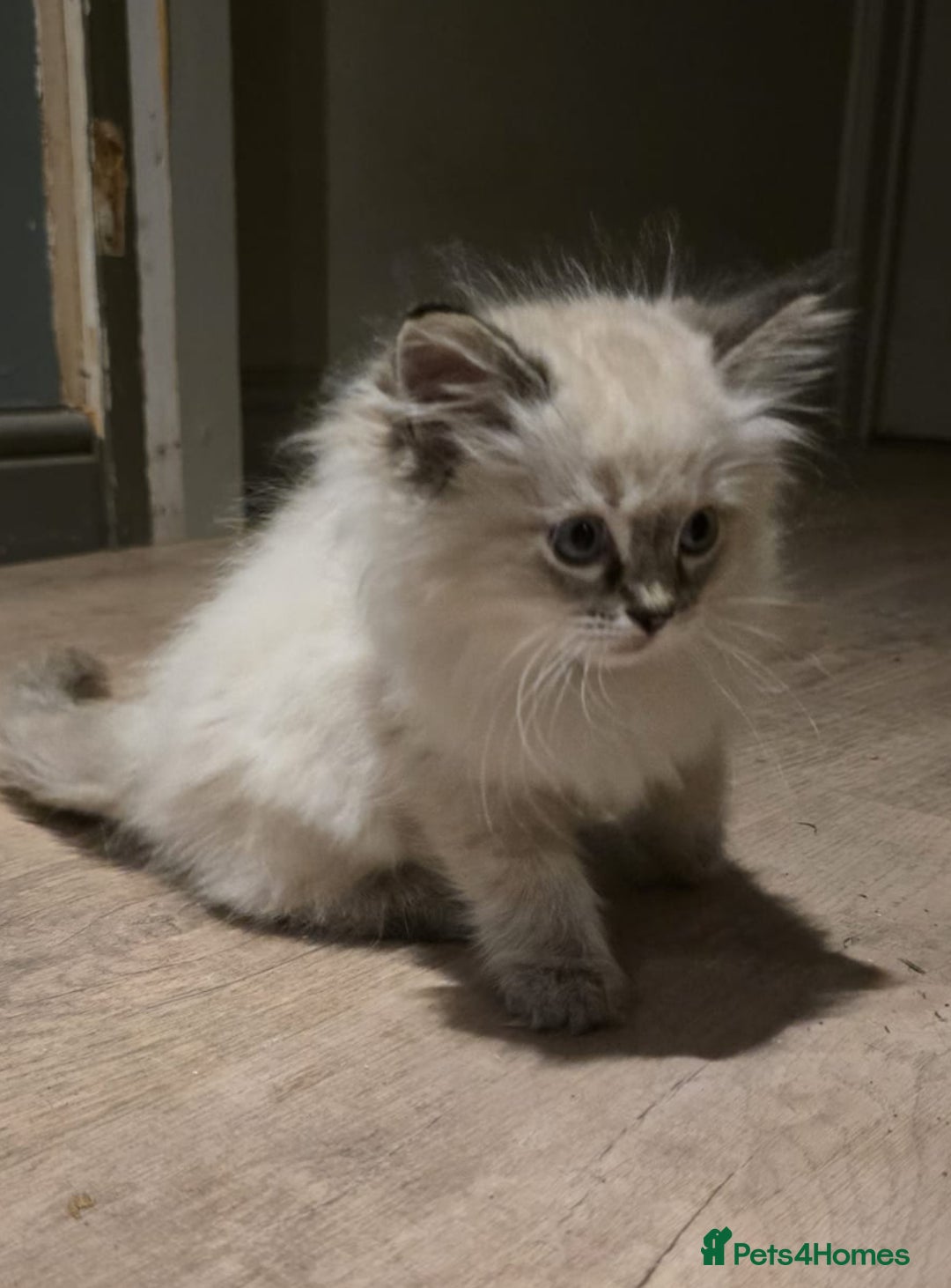 Ragdoll cats for sale: 4 Beautiful Female Ragdoll kittens for sale  - Image 25