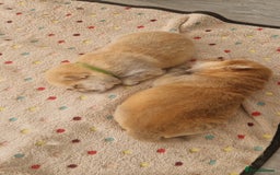 Chow Chow dogs for sale: Chow chow puppies - Image 7