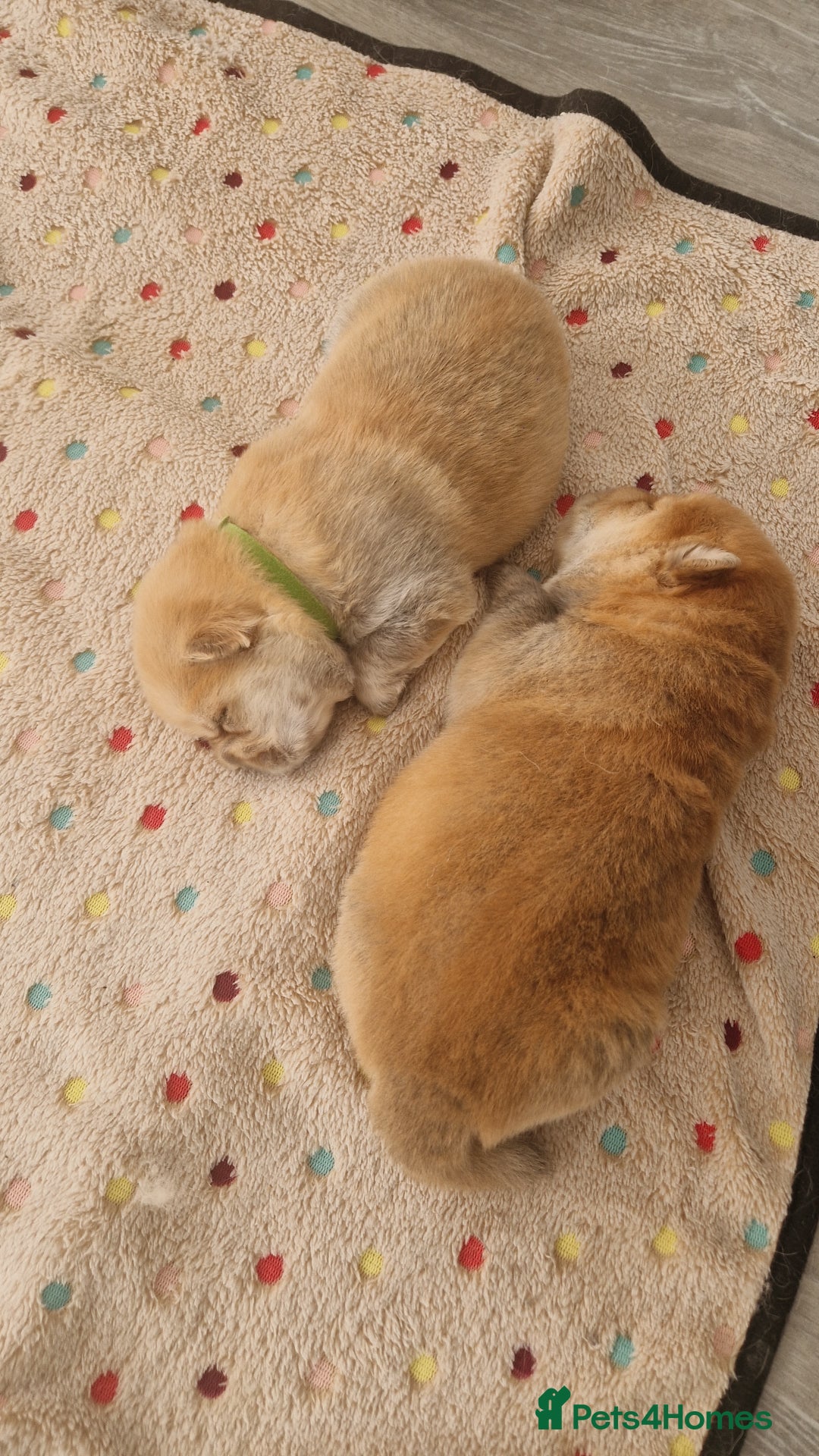 Chow Chow dogs for sale: Chow chow puppies - Image 7