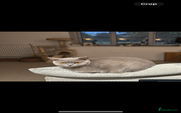 British Shorthair cats for sale: British shorthair (lilac) - Image 5