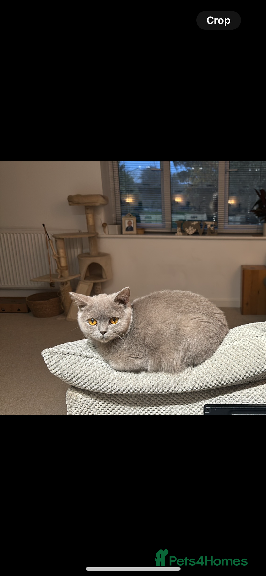 British Shorthair cats for sale: British shorthair (lilac) - Image 5