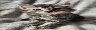 Siberian 6