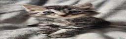 Siberian cats for sale: Hypoallergenic, TICA, Traditional Siberian kittens - Advert 8