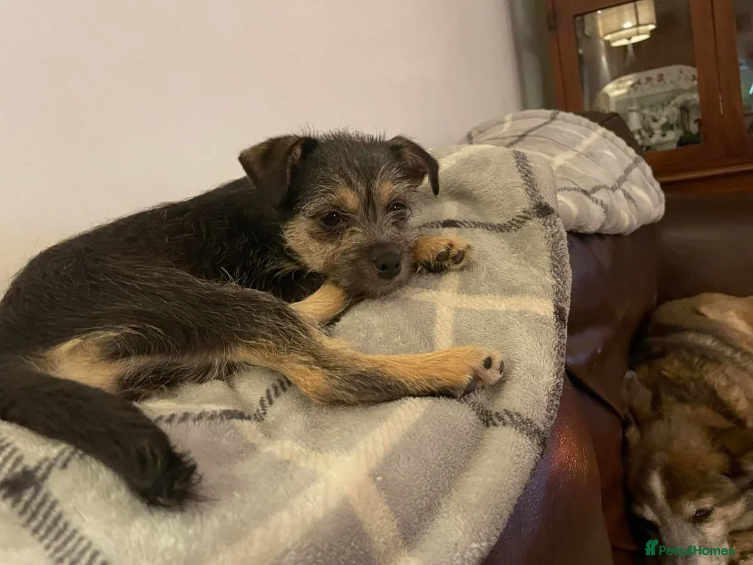 Mixed Breed dogs for adoption: Nami - Hingham Norfolk  - Advert 5