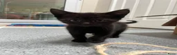 Domestic Shorthair cats for sale: Three black and White kittens - Advert 4