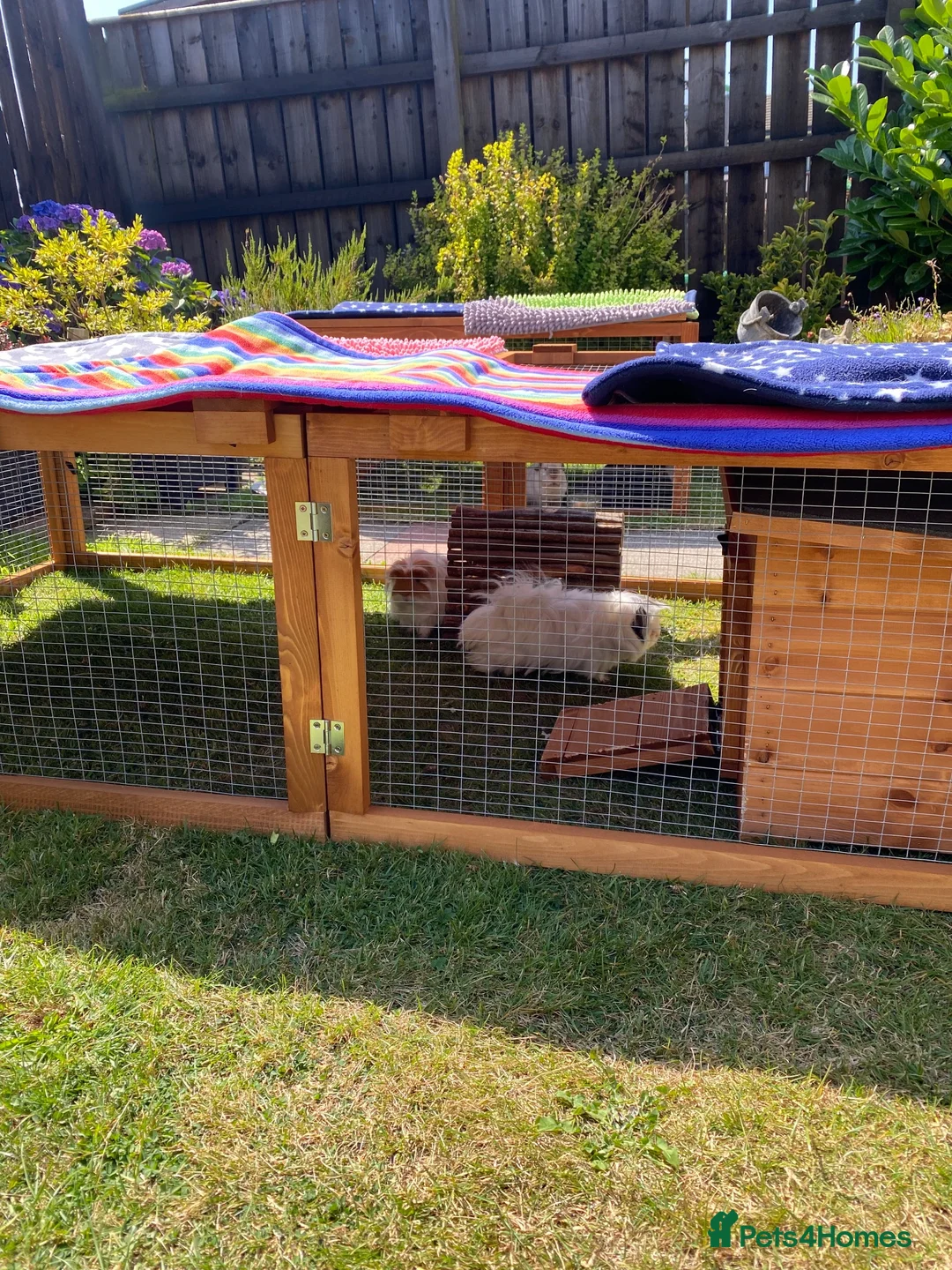 Guinea Pig rodents for sale: 2 male guinea pigs brothers  in Hartlepool - Advert 3