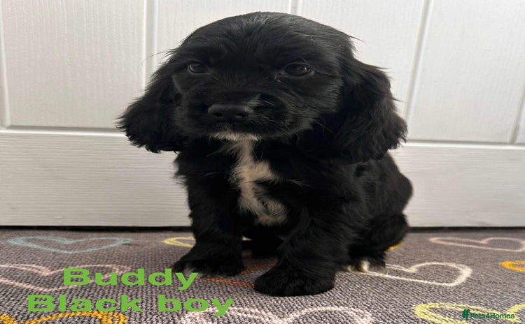 Cocker Spaniel dogs - Advert 16