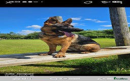 German Shepherd dogs for sale: German shepherd bitch - Image 2