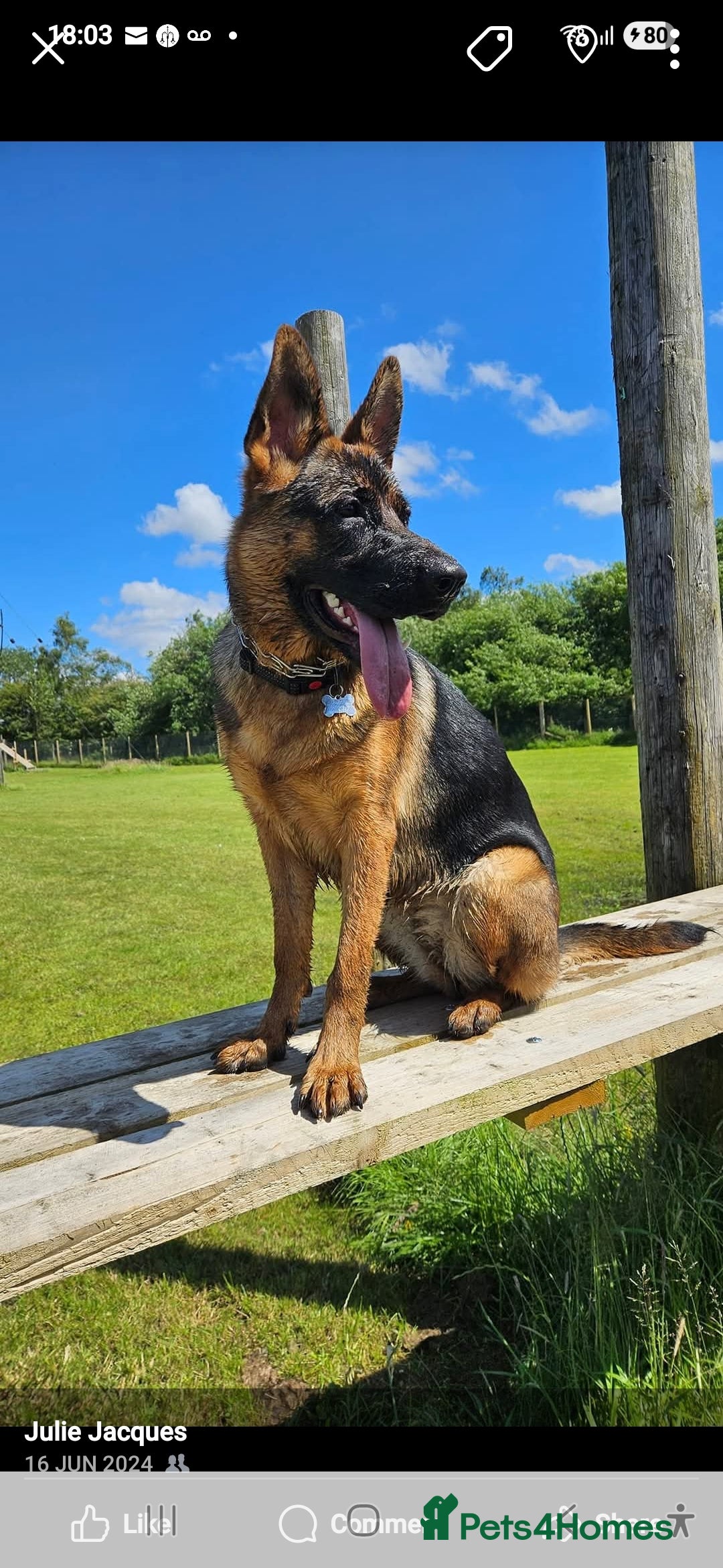 German Shepherd dogs for sale: German shepherd bitch - Image 2