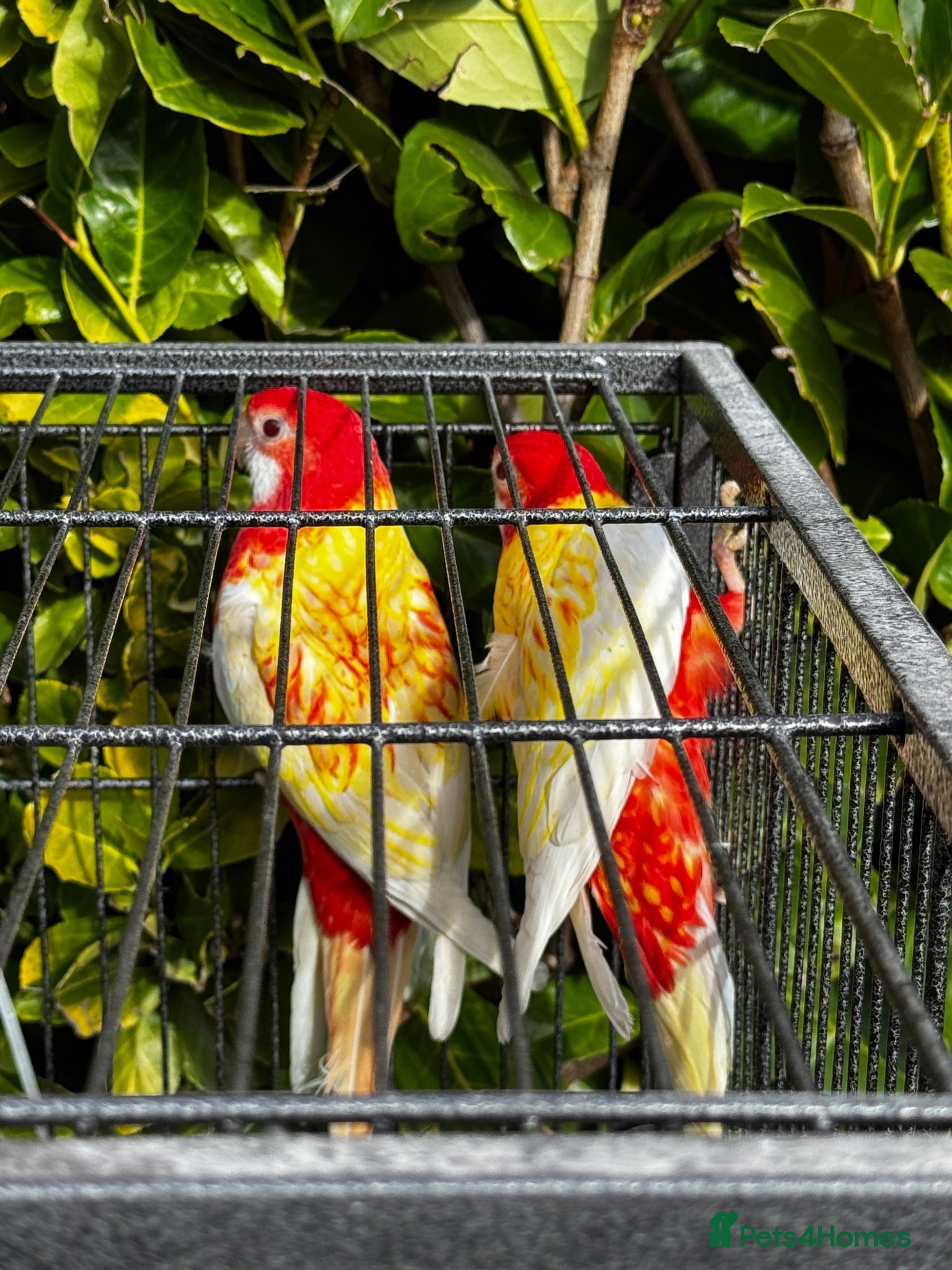 Parrots birds Pair of Rosselas, Bourkes, Cocktails & Exhibitions - Advert 2