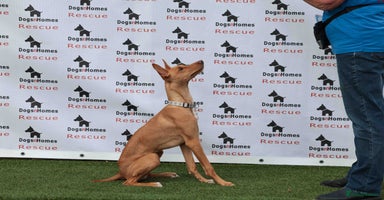 Mixed Breed dogs - Advert 4