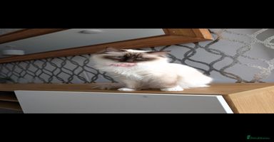 Ragdoll cats - Advert 10
