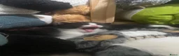 Mixed Breed cats for sale: One male one female available first week in July  - Advert 12