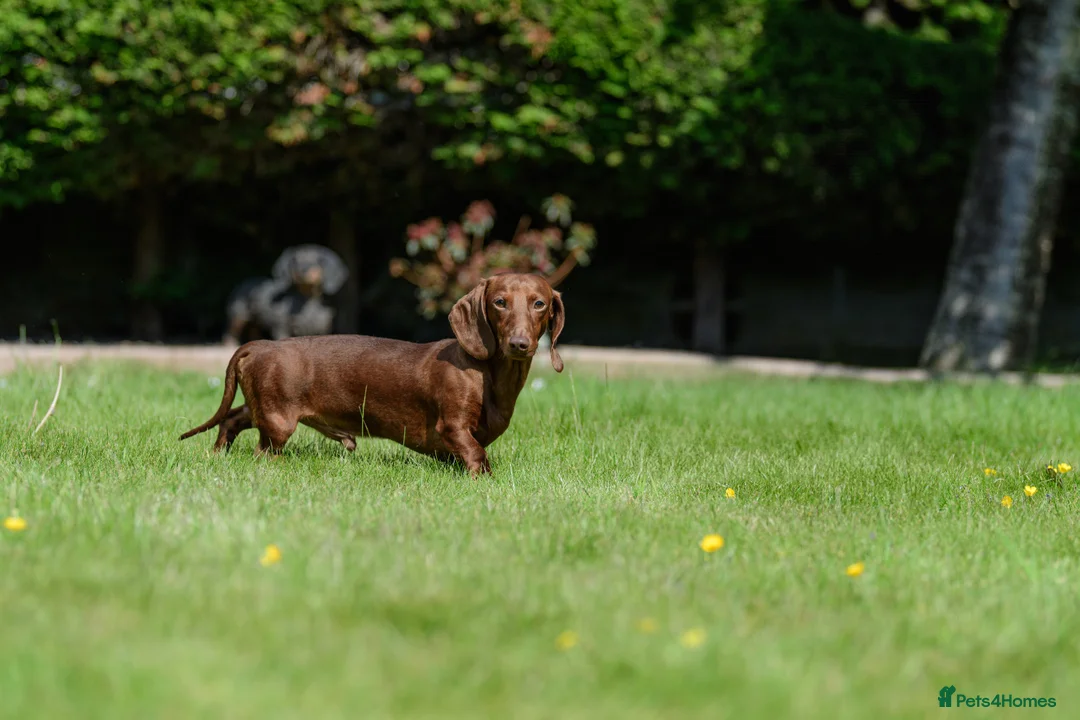Miniature Dachshund dogs for stud: Miniature Dachshund Stud - Advert 4