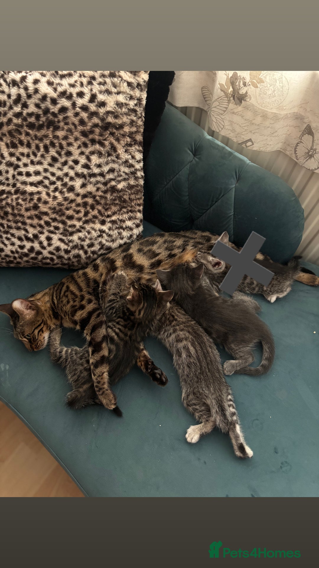 Bengal cats for sale: Half breed Bengal kittens for sale🐆 - Image 4