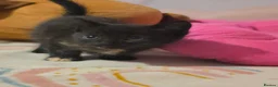 Mixed Breed cats for sale: Beautiful kittens  - Advert 6